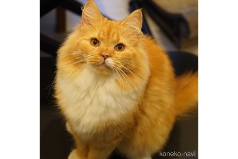 たまちゃん1枚目